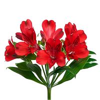 Альстромерия красная