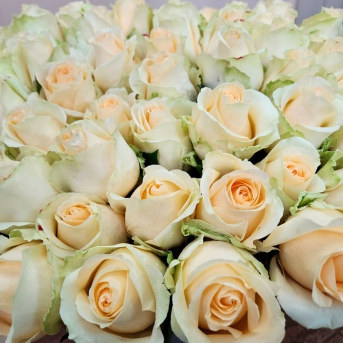 Розы Эквадор Аваланж фото 3