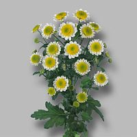 Хризантема Сантини Сан Ап