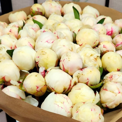 Пионы белые Голландия фото 4 Пионы белые Голландия фото 4