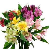 Альстромерия микс