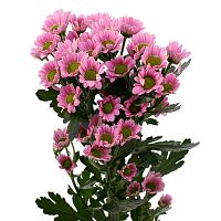 Хризантема Сантини розовая