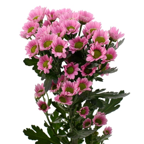 Хризантема Сантини розовая