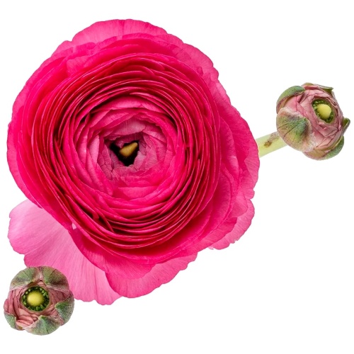 Ранункулюс малиновый Ранункулюс малиновый