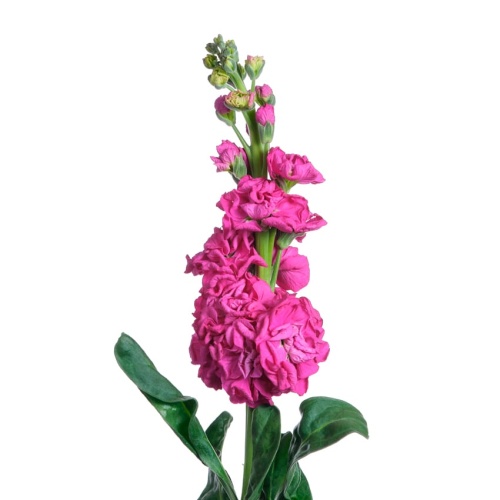 Маттиолы малиновые