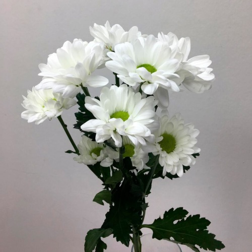 Хризантема Кеннеди белая