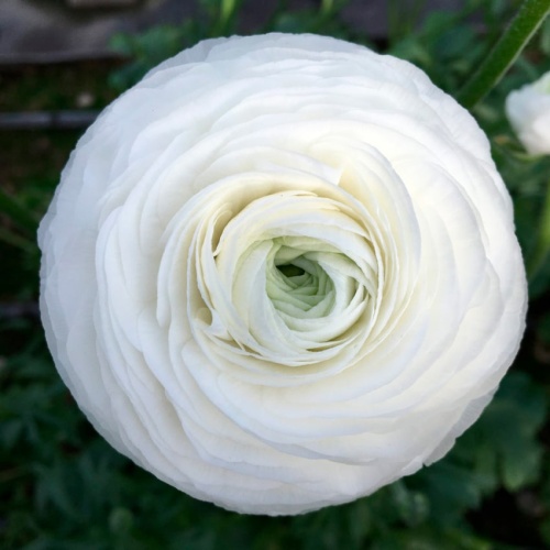 Ранункулюс белый