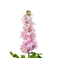 Маттиолы розовые