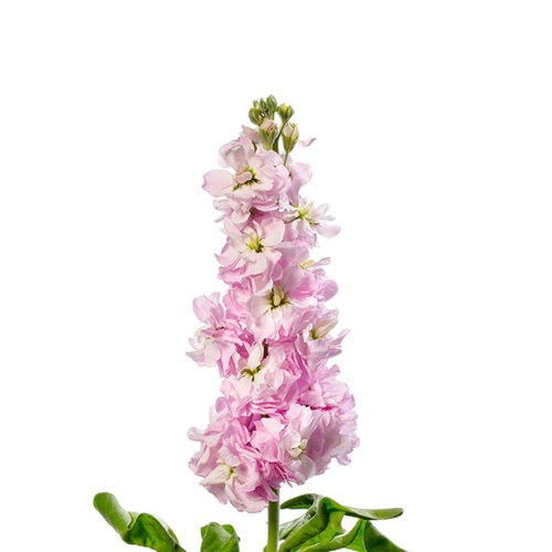 Маттиолы розовые