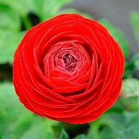 Ранункулюс красный