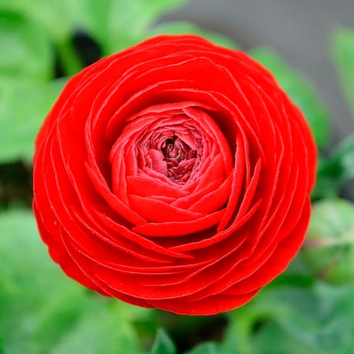 Ранункулюс красный Ранункулюс красный