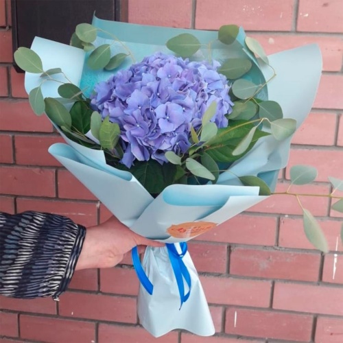 Гортензия фото 2