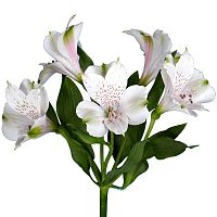 Альстромерия белая