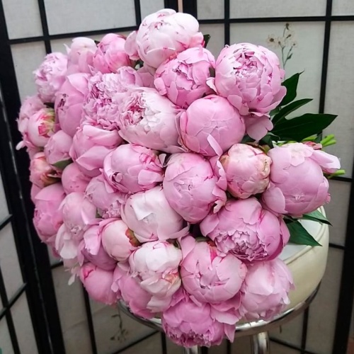 Пионы Сара Бернар фото 2