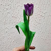 Тюльпан пионовидный фиолетовый