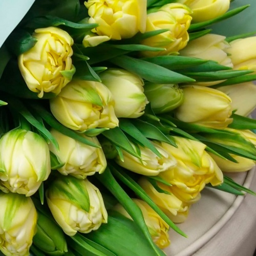 Пионовидные тюльпаны фото 3