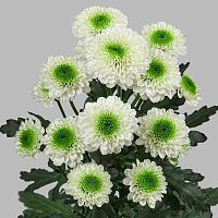 Хризантема Сантини Байкал белый