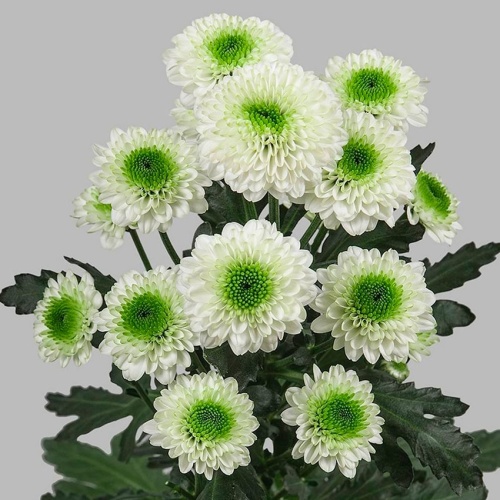 Хризантема Сантини Байкал белый