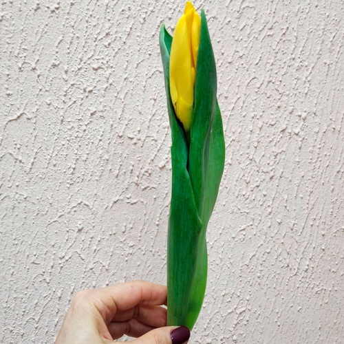 Тюльпан жёлтый Тюльпан жёлтый