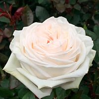 Роза Эквадор Пионовидная Вайт Охара