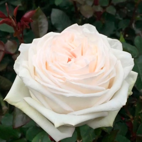 Роза Эквадор Пионовидная Вайт Охара