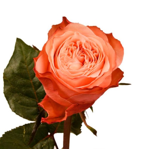 Роза Эквадор фото 3