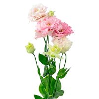 Эустома Нежно-Розовая (Лизиантус)