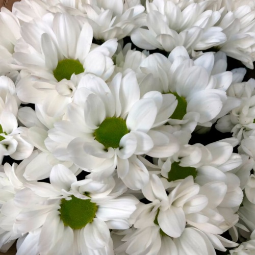 Монобукет из Хризантем фото 2