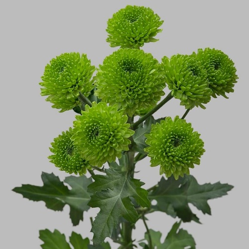 Хризантема Сантини зелёный