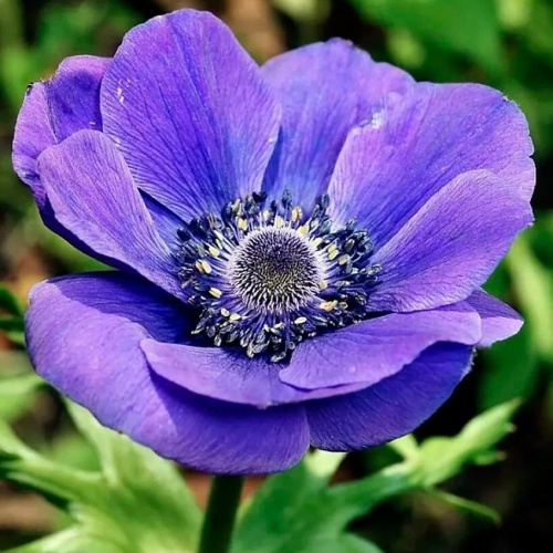 Анемоны фиолетовые Анемоны фиолетовые