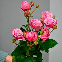 Роза Леди Бомбастик Эквадор Премиум