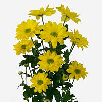 Хризантема Кеннеди жёлтая