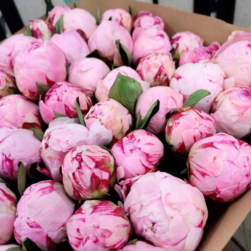 Пионы розовые Голландия фото 2