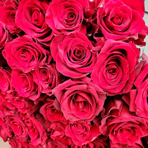 Розы Эквадор Эксплорер фото 6