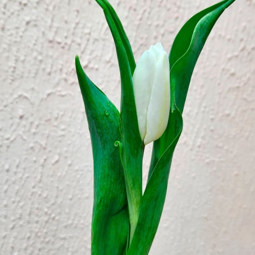 Тюльпан белый фото 3 Тюльпан белый фото 3