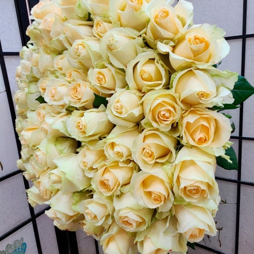 Розы Эквадор Аваланж фото 4