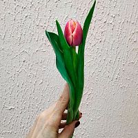 Тюльпан пионовидный розовый