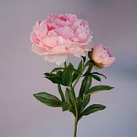 Пионы розовые