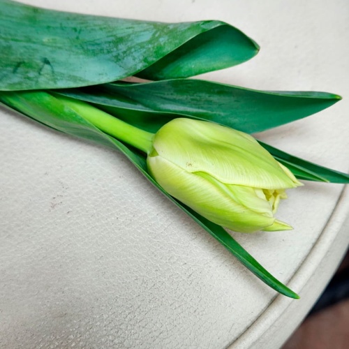 Тюльпан пионовидный фото 2