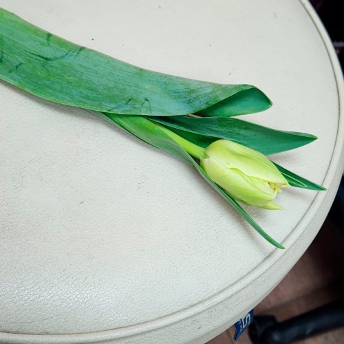 Тюльпан пионовидный фото 3