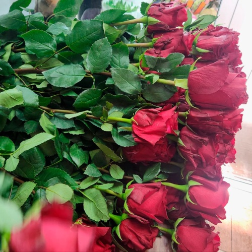 Розы Эквадор Эксплорер фото 5