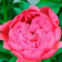 Пионы коралловые