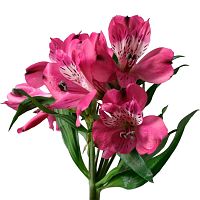 Альстромерия фиолетовая