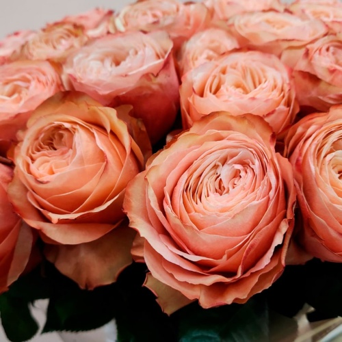 Розы Эквадор Премиум фото 5