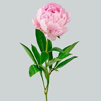 Пионы Сара Бернар