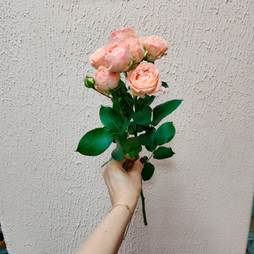 Роза пионовидная кустовая фото 2