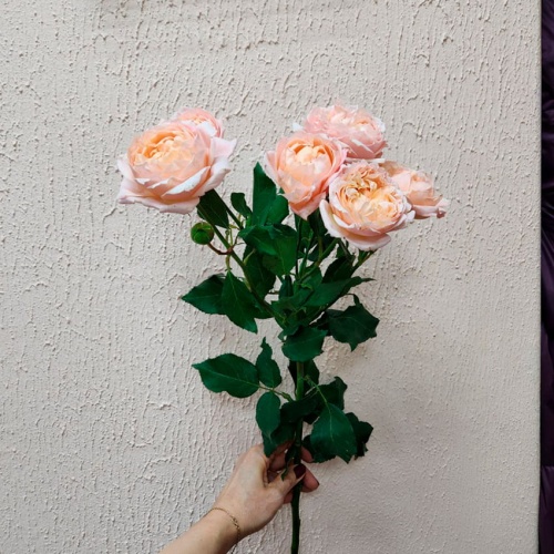 Роза кустовая Дэвида Остина фото 3 Роза кустовая Дэвида Остина фото 3