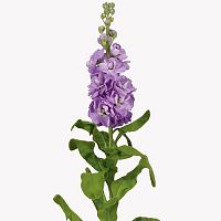 Маттиолы лавандовые