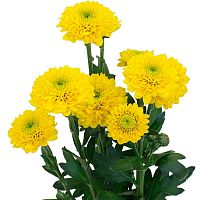 Хризантема Сантини Байкал жёлтая