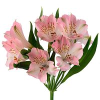 Альстромерия розовая
